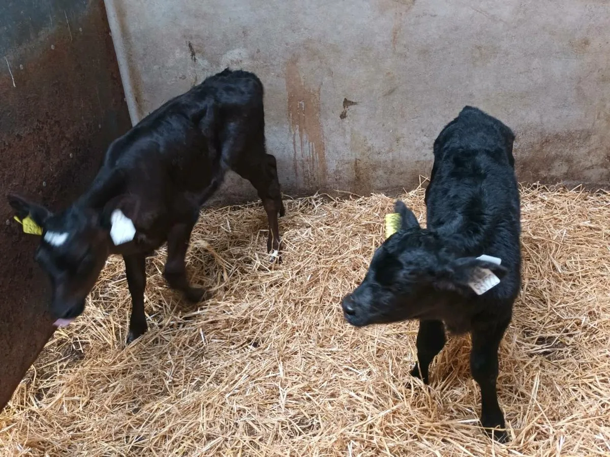 2 ABERDEEN ANGUS HEIFER CALVES - Image 2