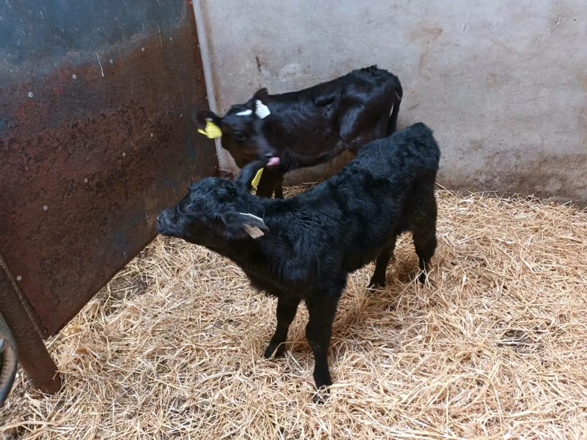 2 ABERDEEN ANGUS HEIFER CALVES - Image 3