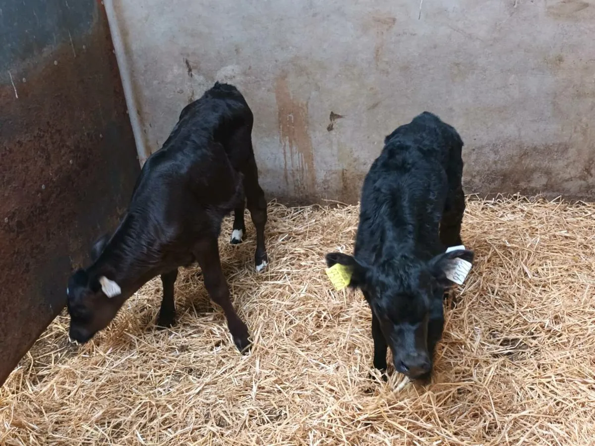 2 ABERDEEN ANGUS HEIFER CALVES - Image 4