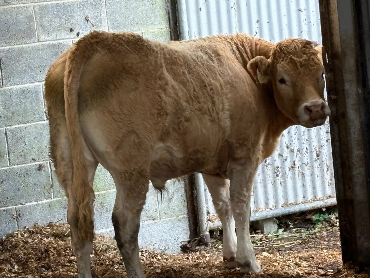 6 Quality Cattle - Image 1