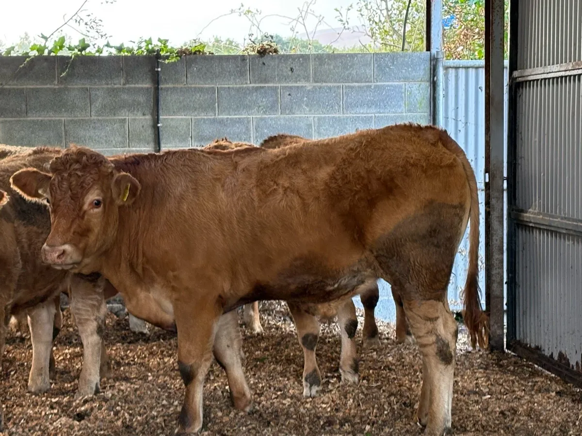 6 Quality Cattle - Image 2