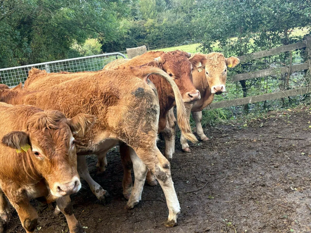 6 Quality Cattle - Image 3