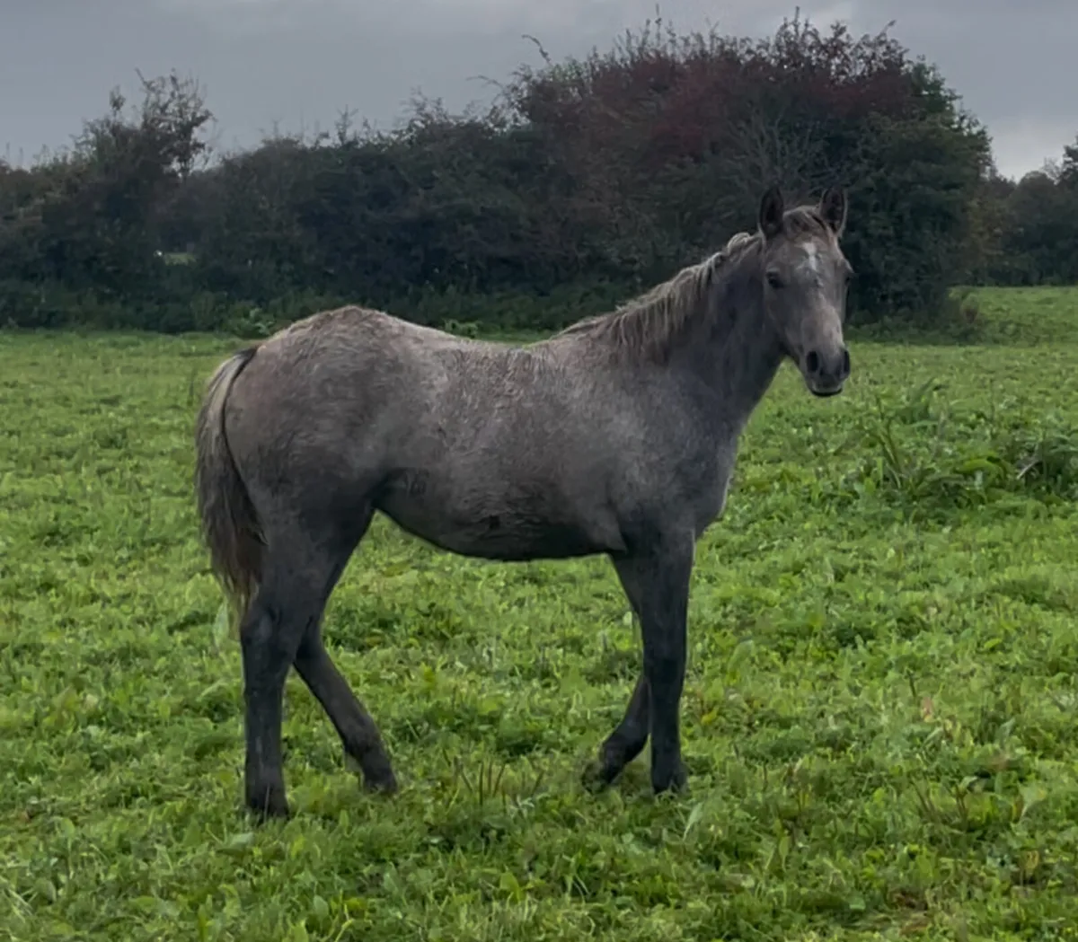 Connemara Filly foal - Image 4