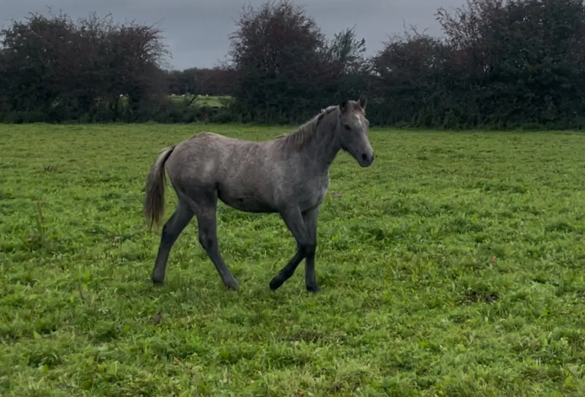 Connemara Filly foal - Image 1