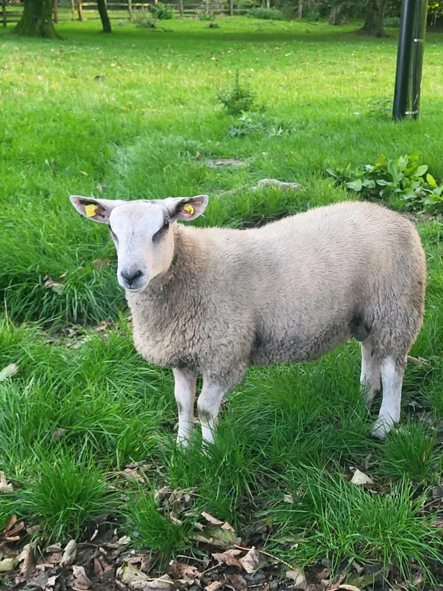 CHARTEX RAM - Image 1