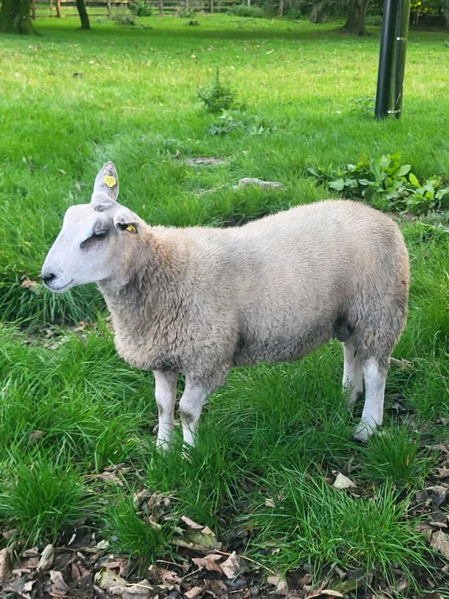 CHARTEX RAM - Image 2