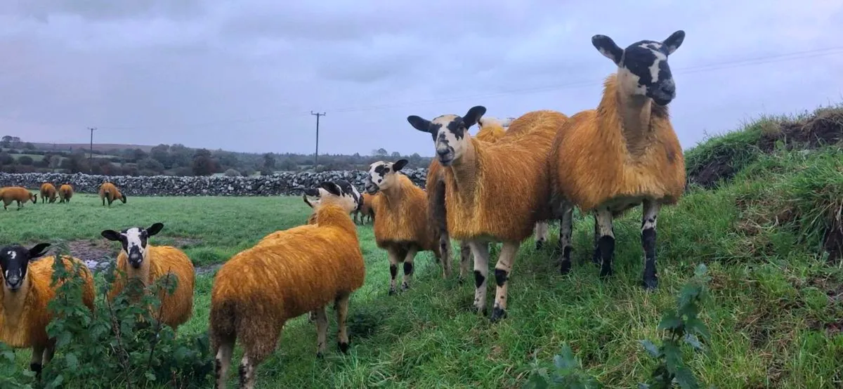 MULE EWE LAMBS - Image 2
