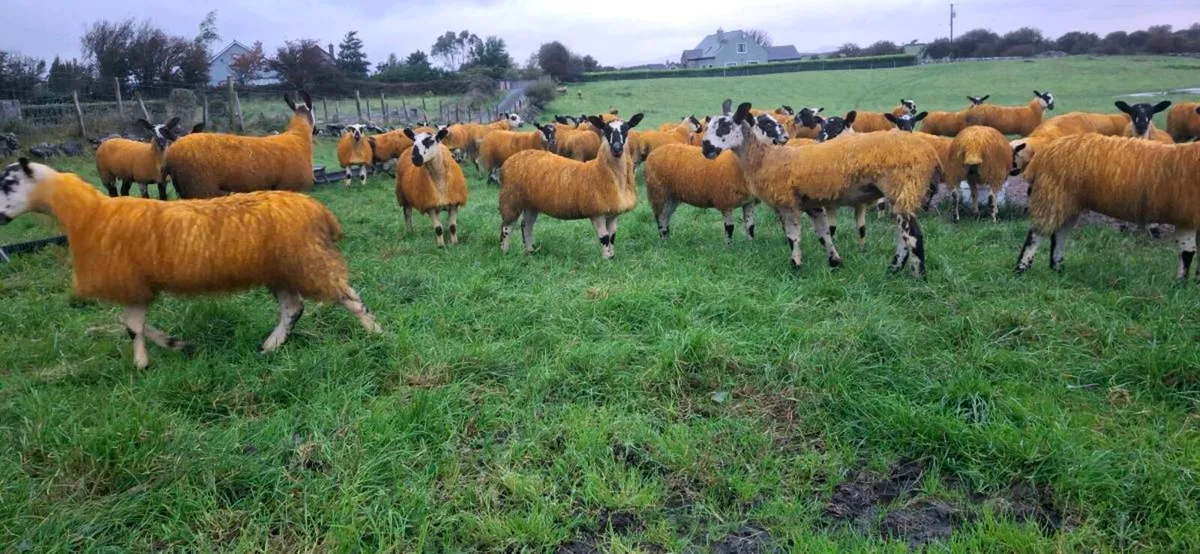 MULE EWE LAMBS - Image 1