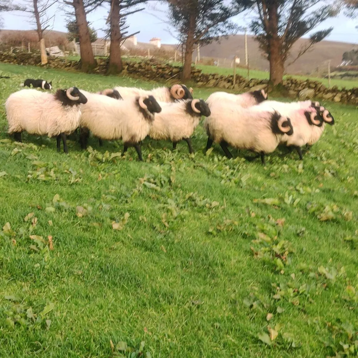 SiS ram lambs - Image 1
