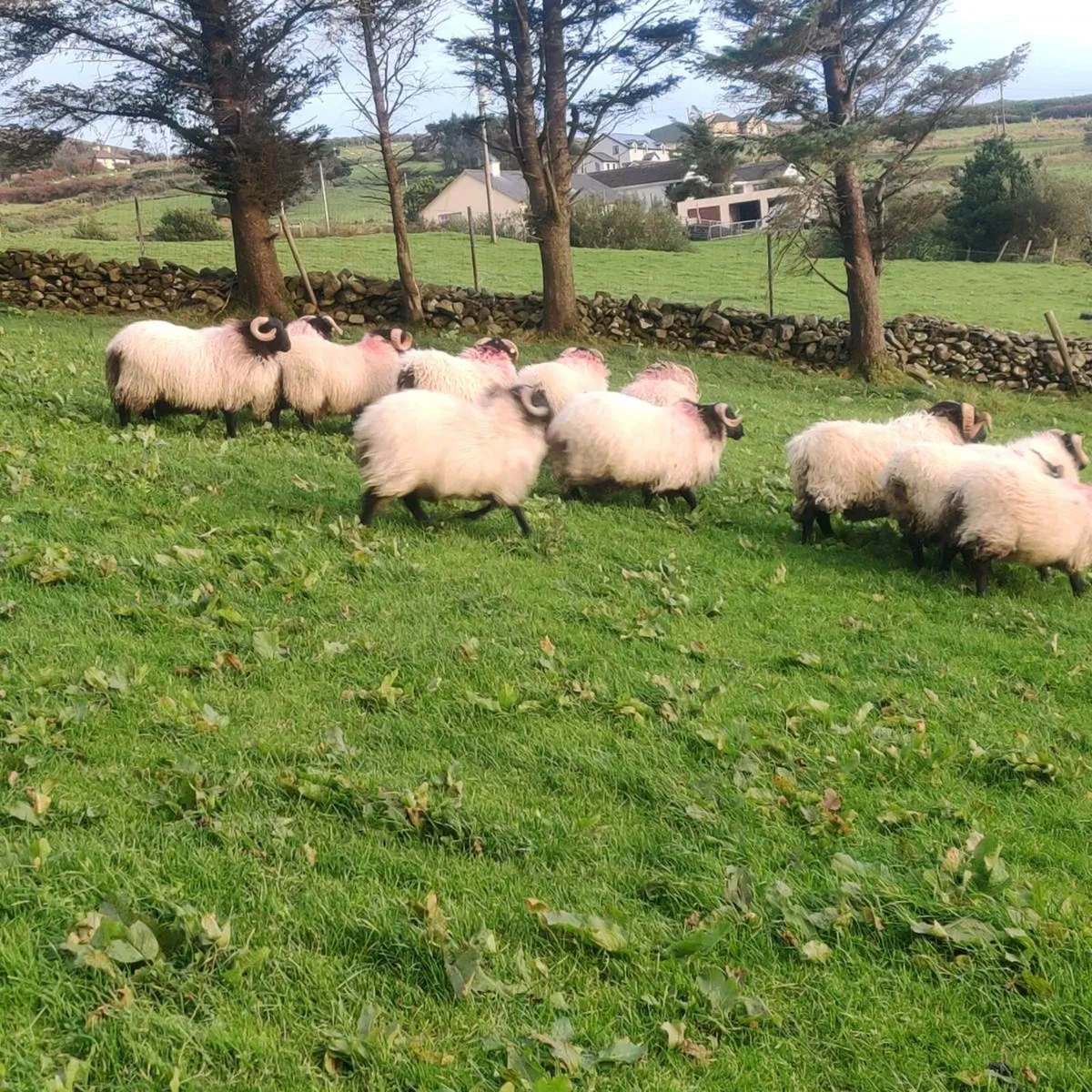 SiS ram lambs - Image 2