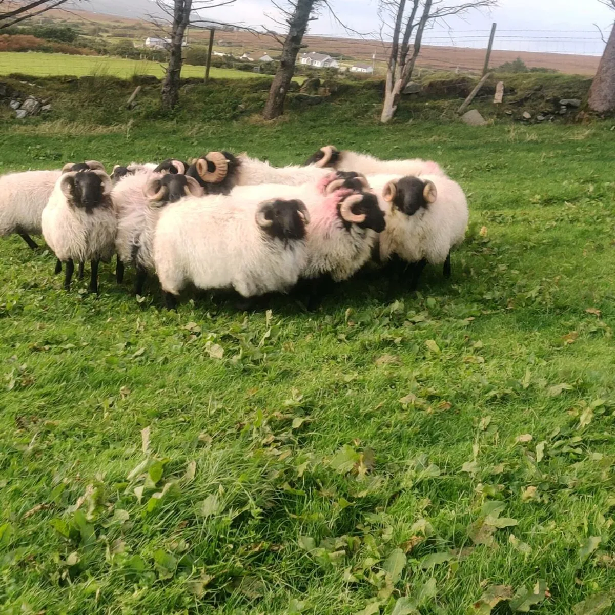 SiS ram lambs - Image 3