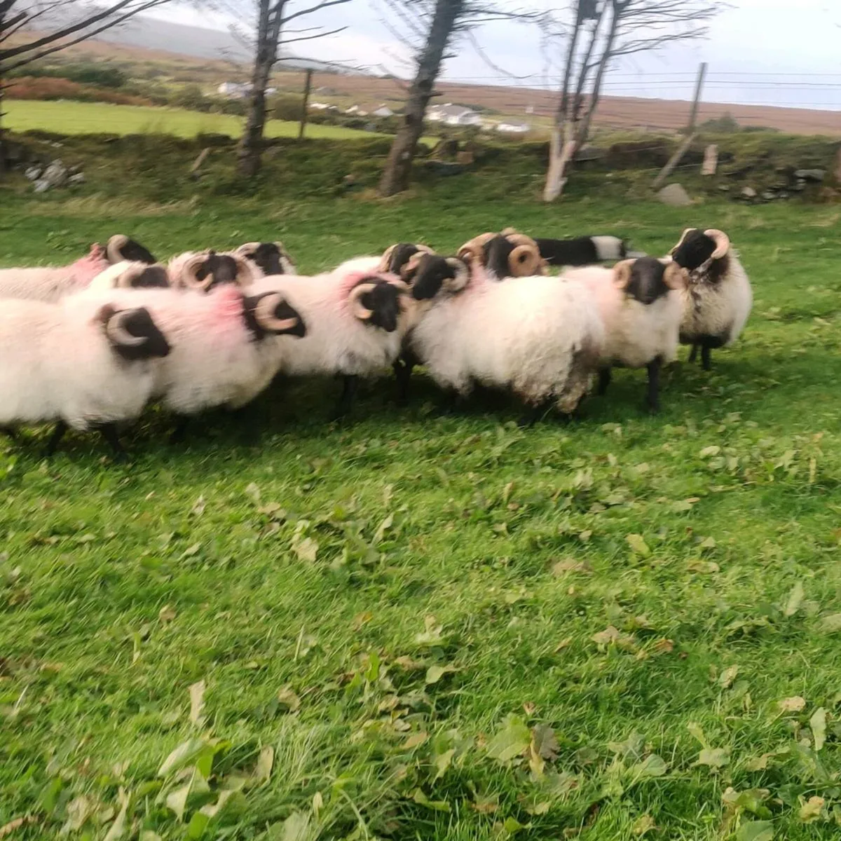 SiS ram lambs - Image 4