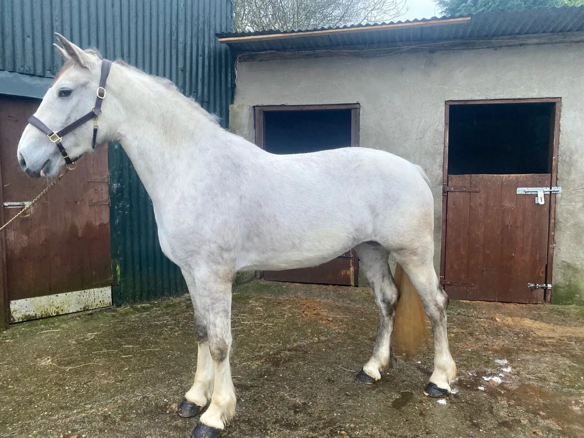 RID Gelding - Image 2