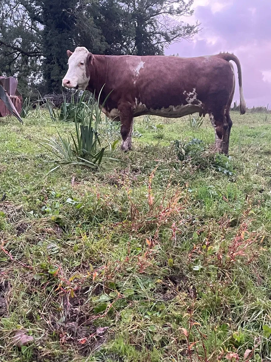 Super 5star⭐️⭐️genotyped roan Incalf cow for sale - Image 2