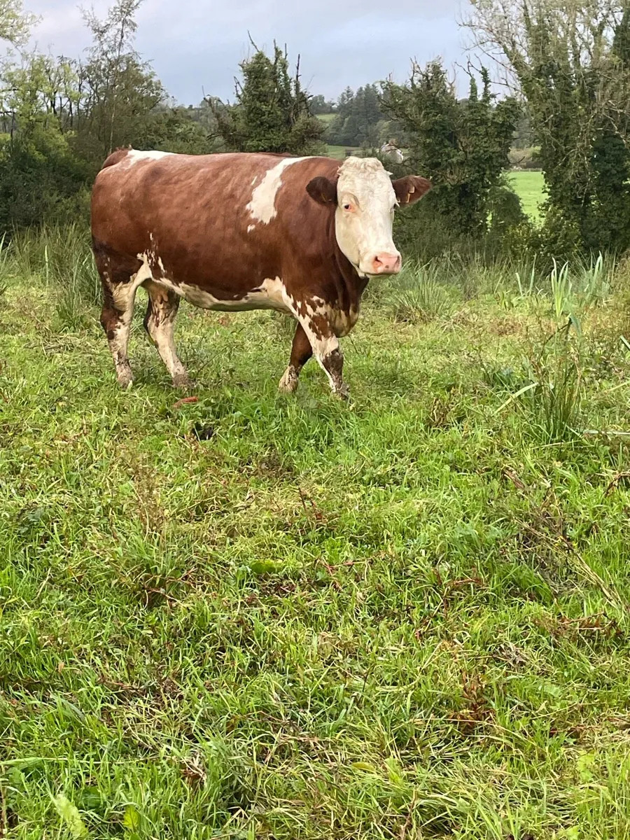 Super 5star⭐️⭐️genotyped roan Incalf cow for sale - Image 3