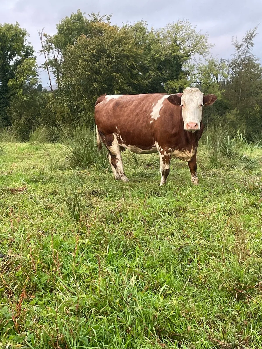 Super 5star⭐️⭐️genotyped roan Incalf cow for sale - Image 1