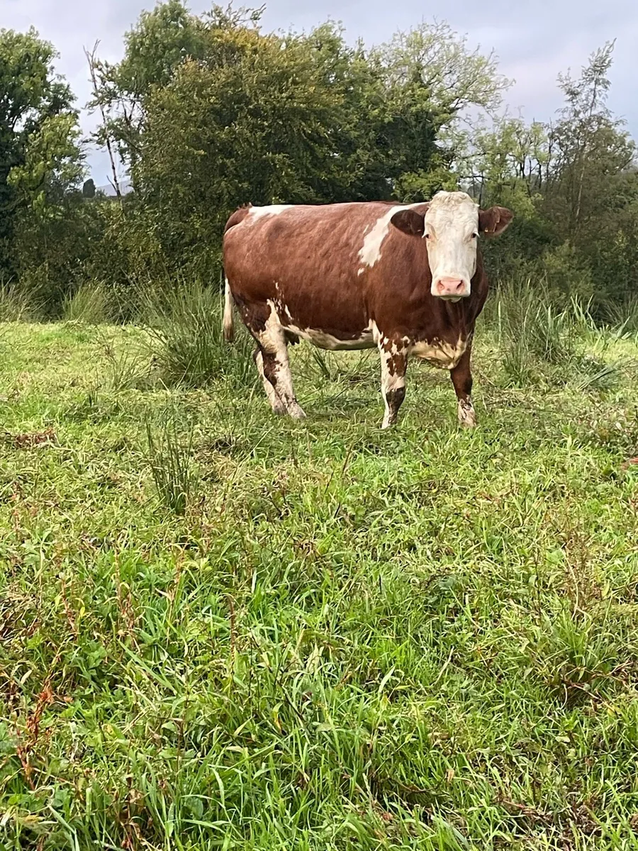 Super 5star⭐️⭐️genotyped roan Incalf cow for sale - Image 4