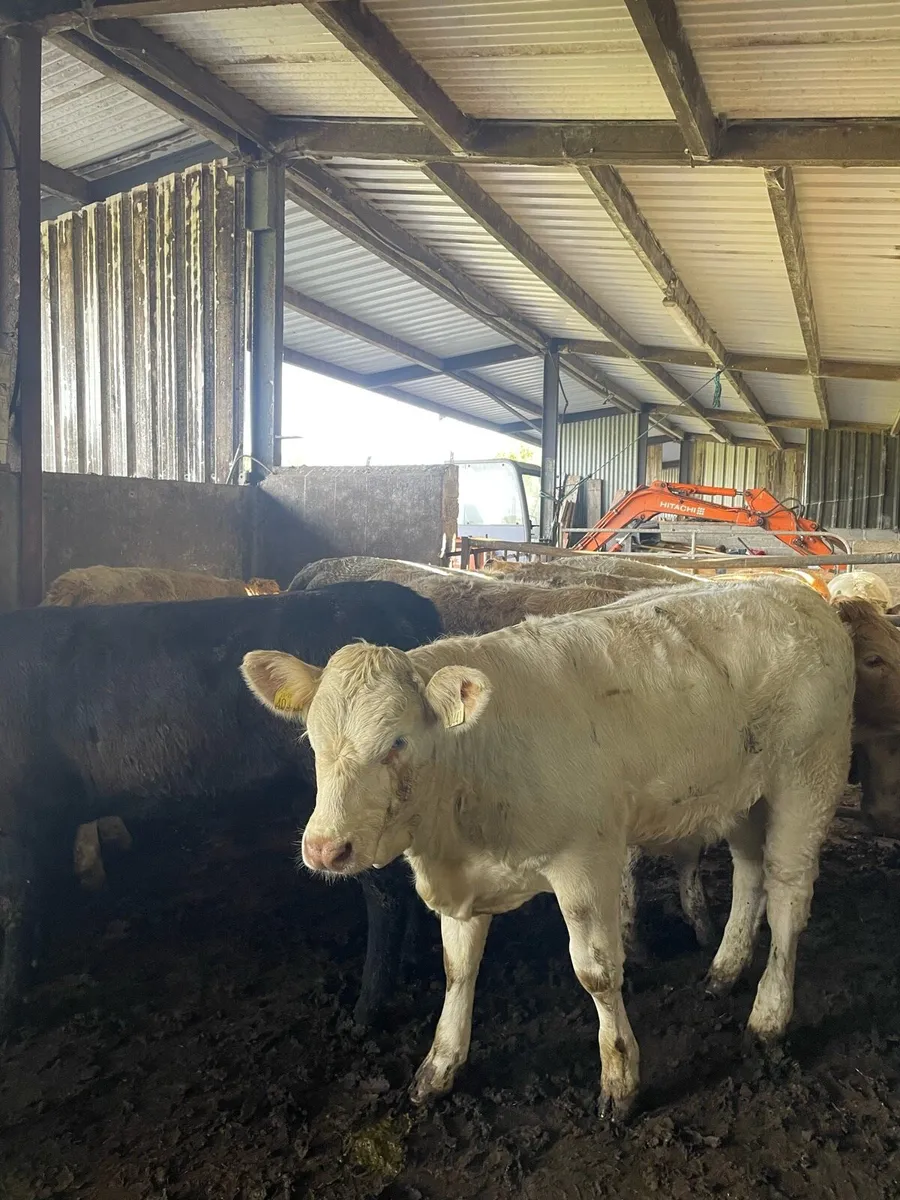Super Heifer Weanlings - Image 1