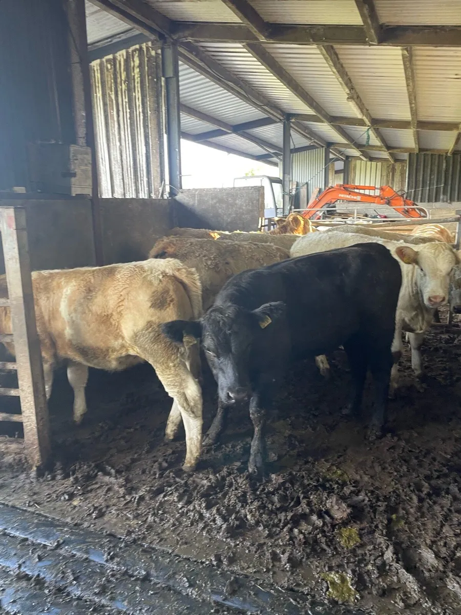 Super Heifer Weanlings - Image 2
