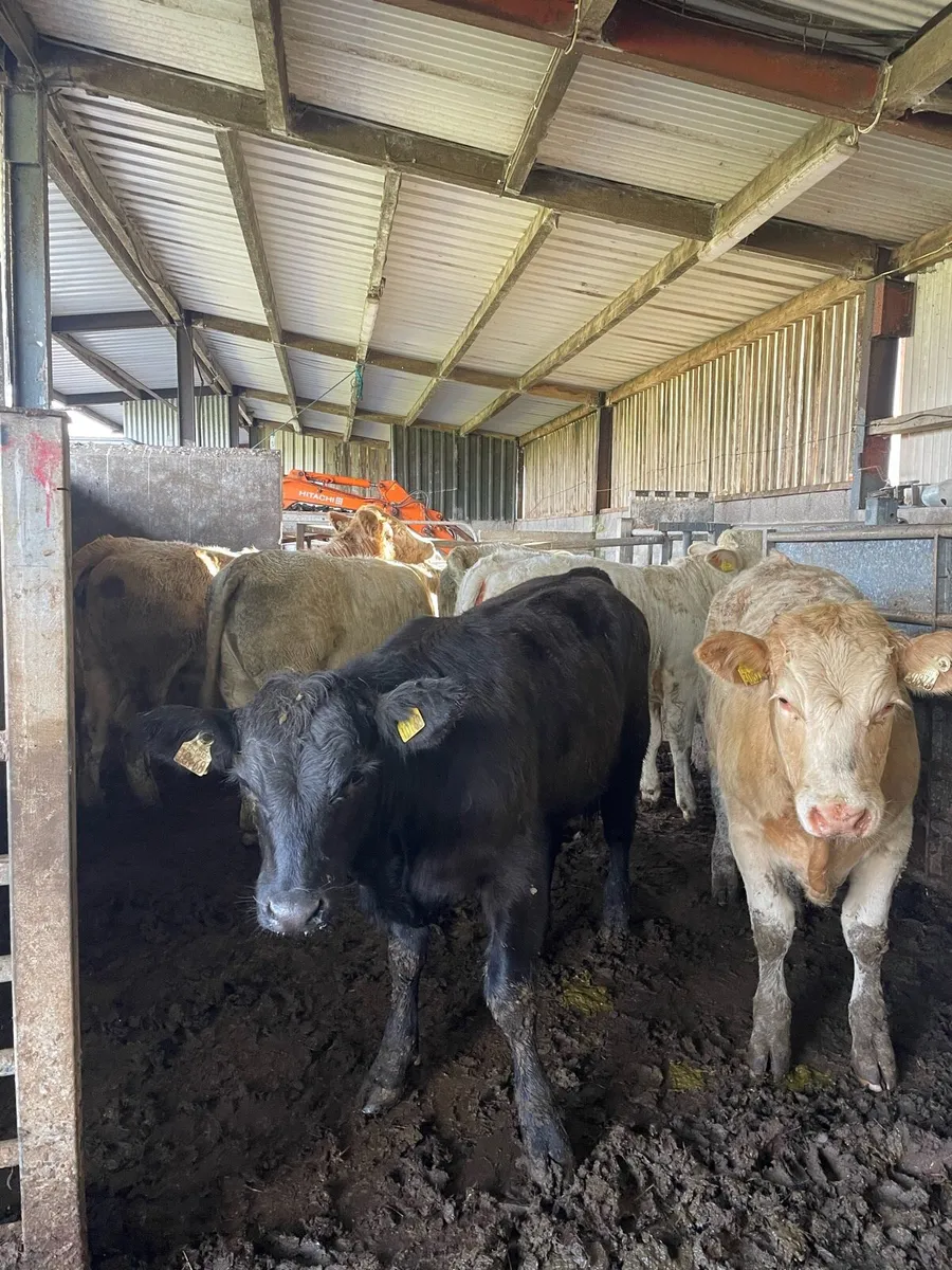 Super Heifer Weanlings - Image 3