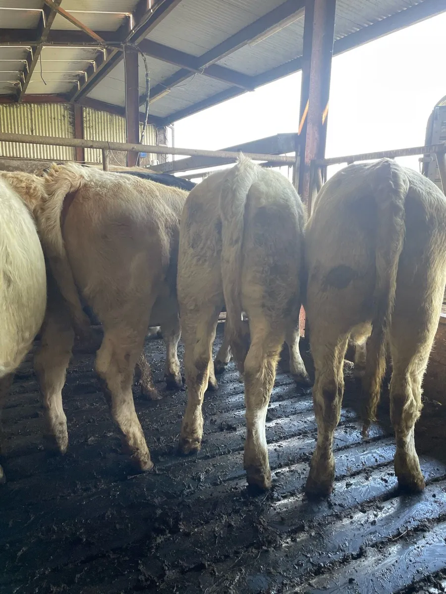 Super Heifer Weanlings - Image 4