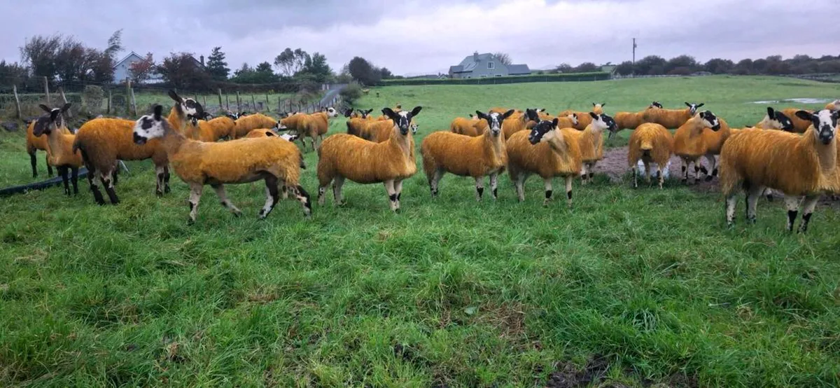 EWE LAMBS MULES - Image 2