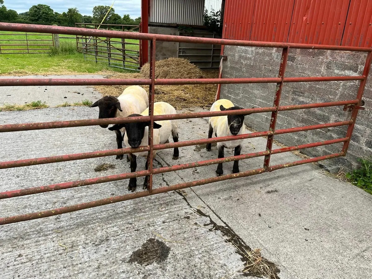 Sheep - Image 1