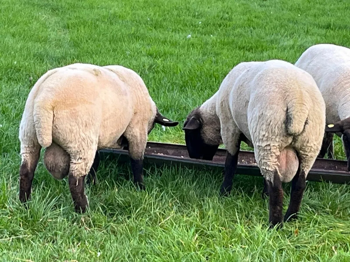 Sheep - Image 2