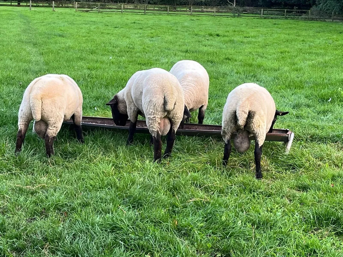 Sheep - Image 3