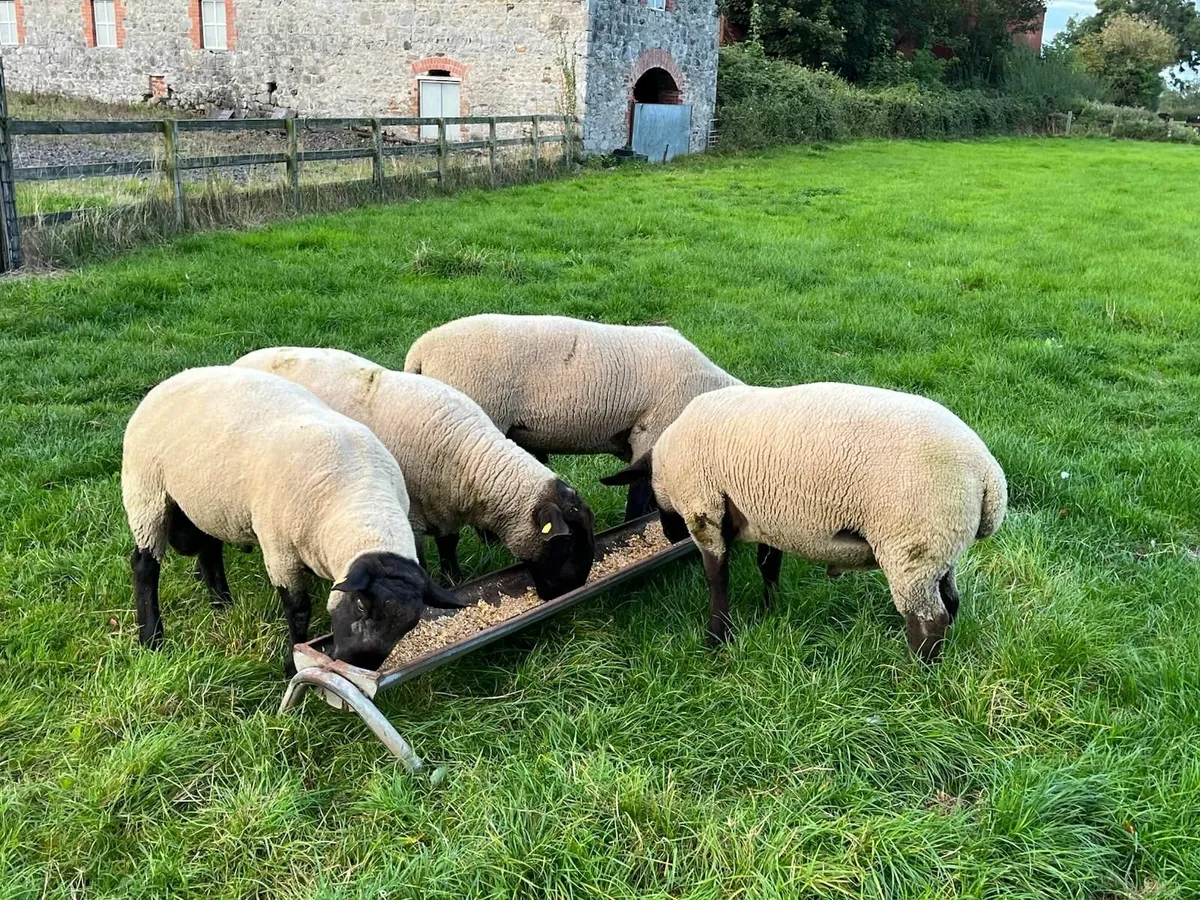 Sheep - Image 4