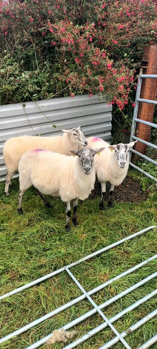 Mule ewes - Image 1