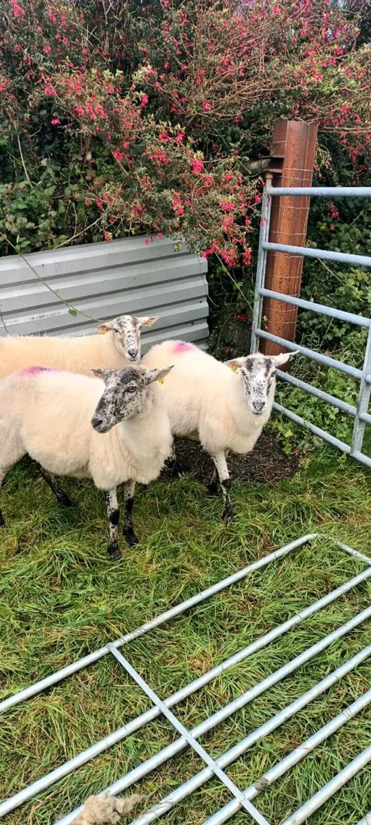 Mule ewes - Image 2