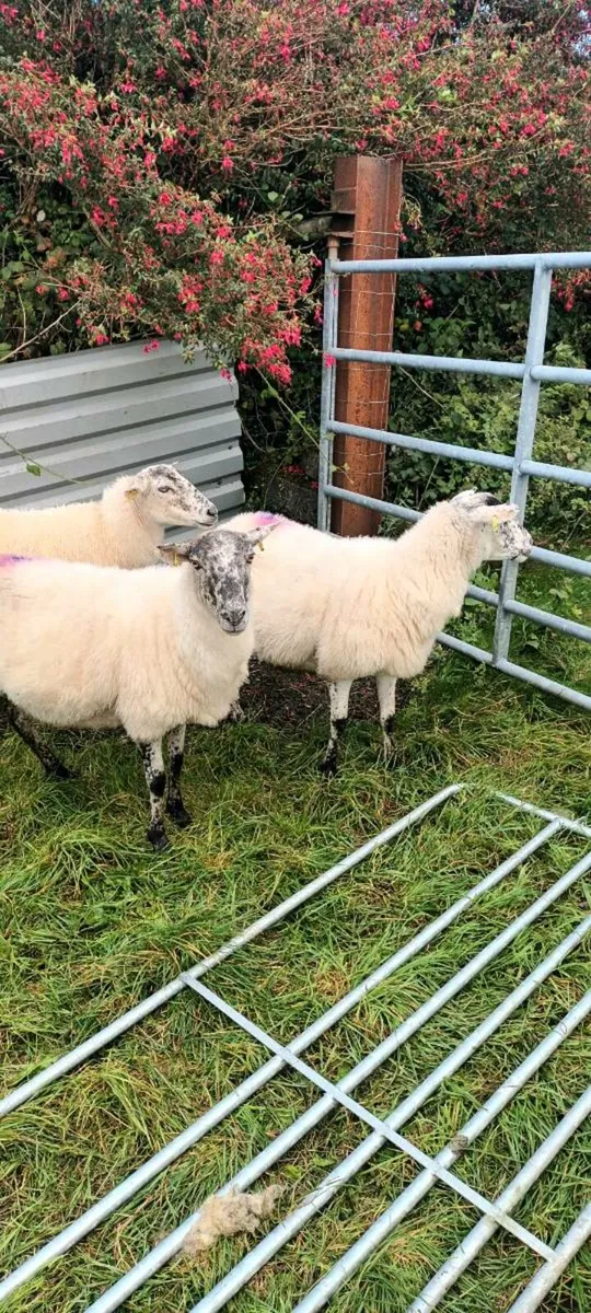 Mule ewes - Image 3