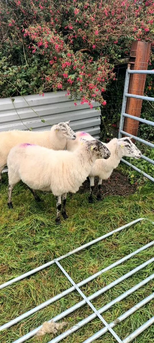 Mule ewes - Image 4