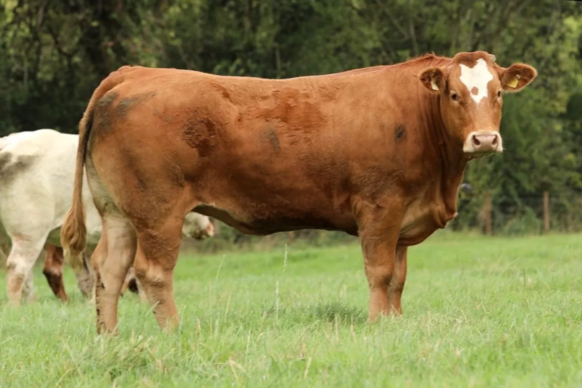 Mables incalf Heifer sale - Image 3