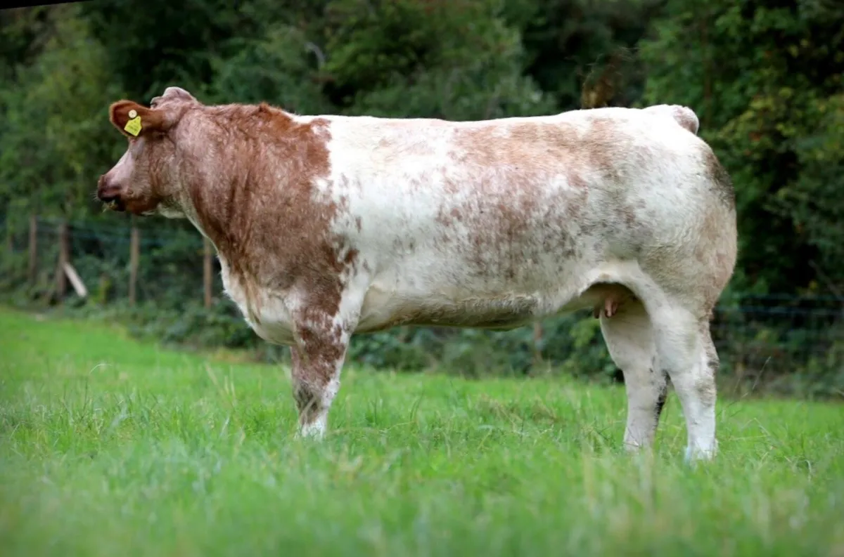 Mables incalf Heifer sale - Image 4