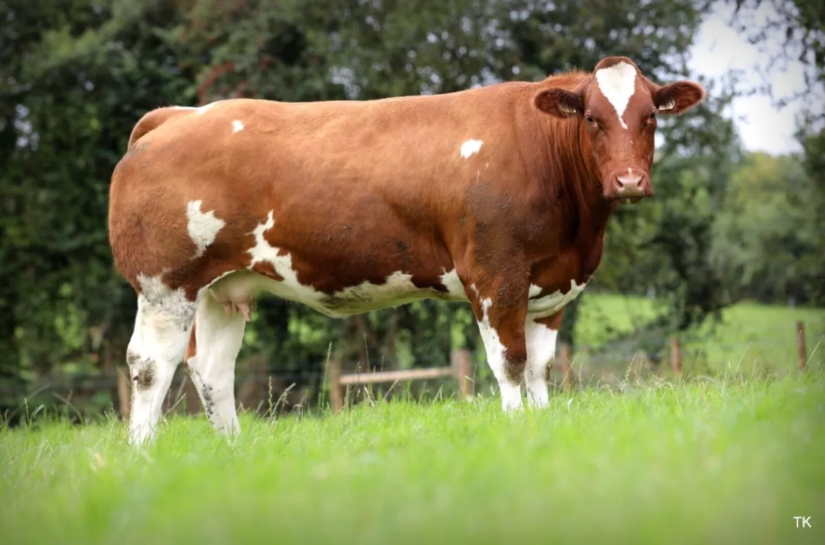 Mables incalf Heifer sale - Image 1