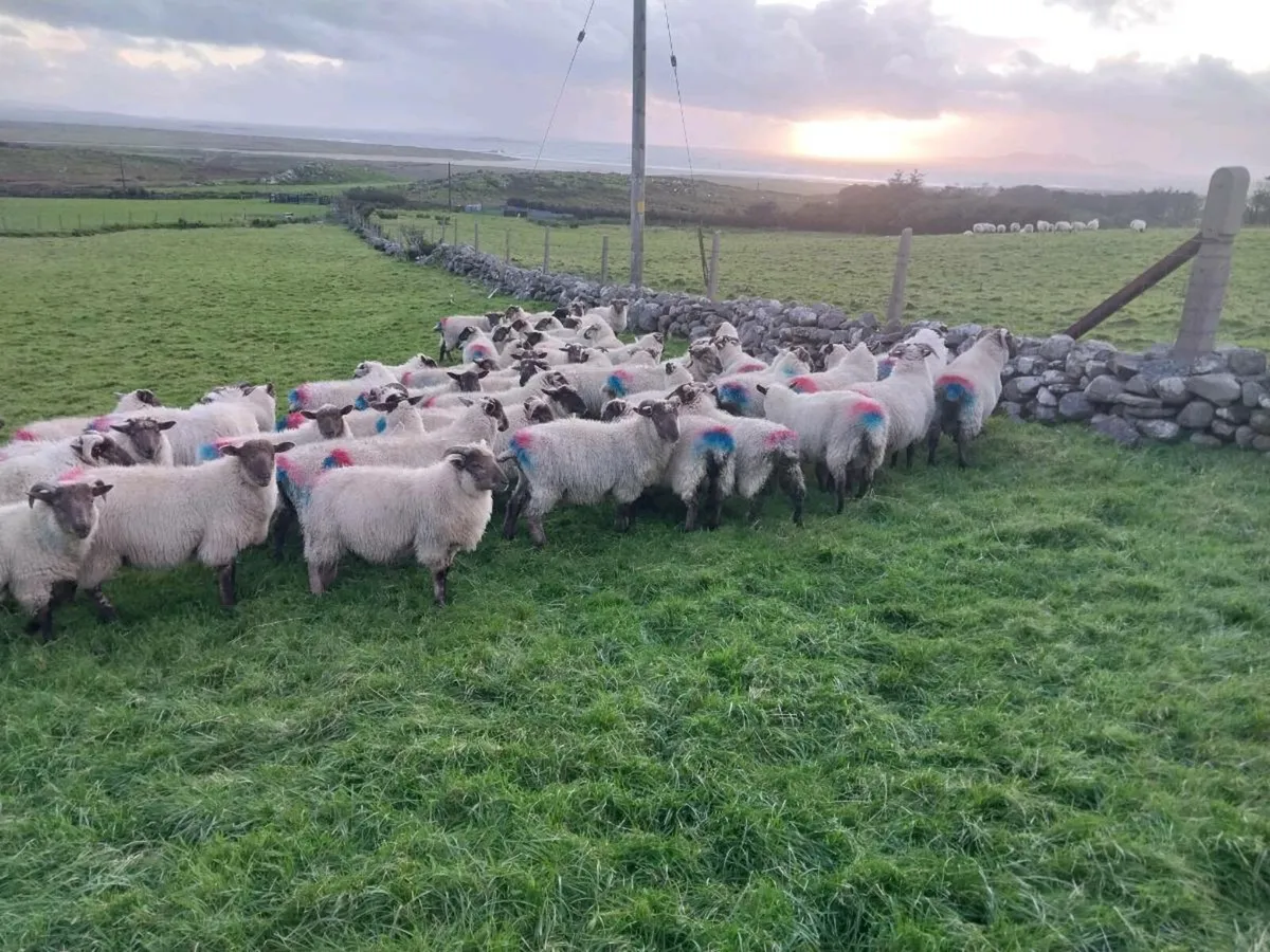 Store Lambs - Image 1