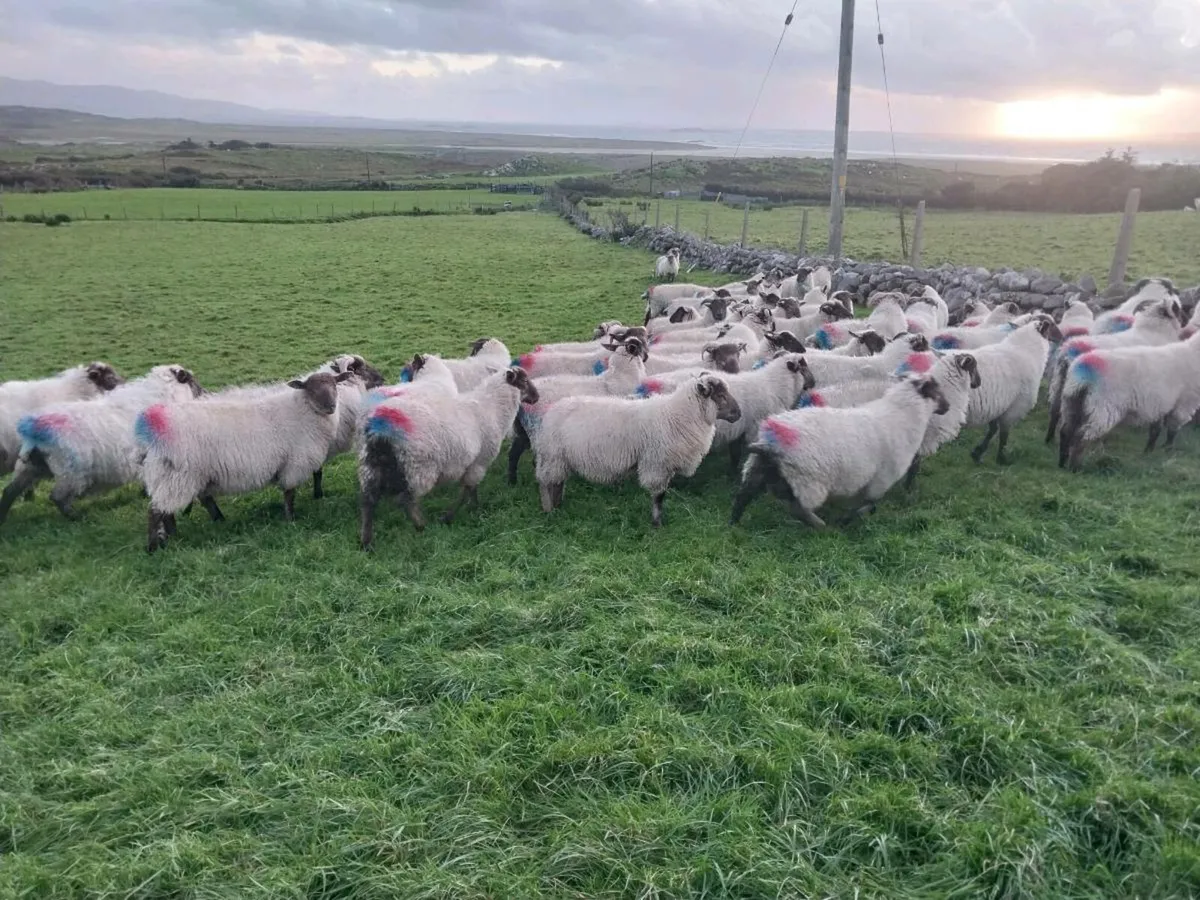 Store Lambs - Image 3