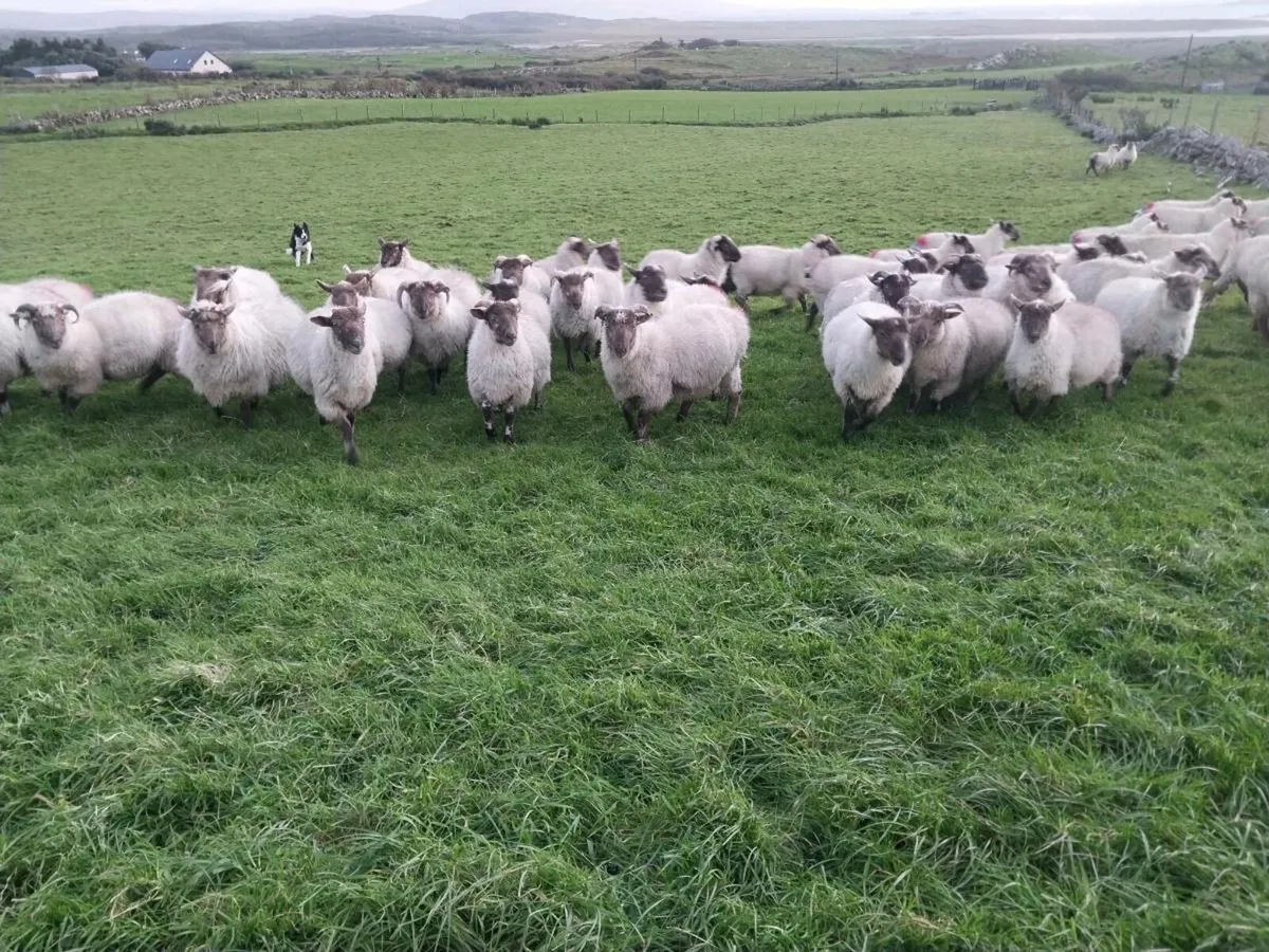 Store Lambs - Image 4