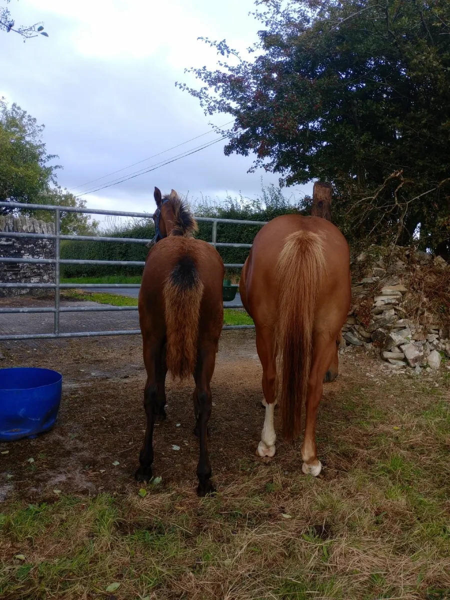 Filly foal - Image 2