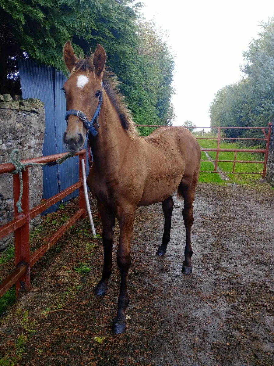 Filly foal - Image 3