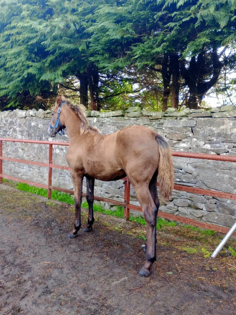 Filly foal - Image 4