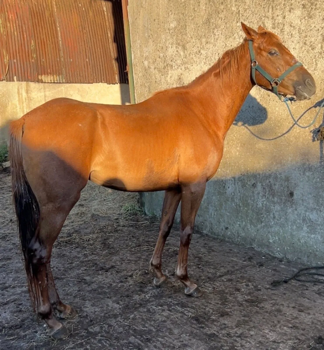 Mare