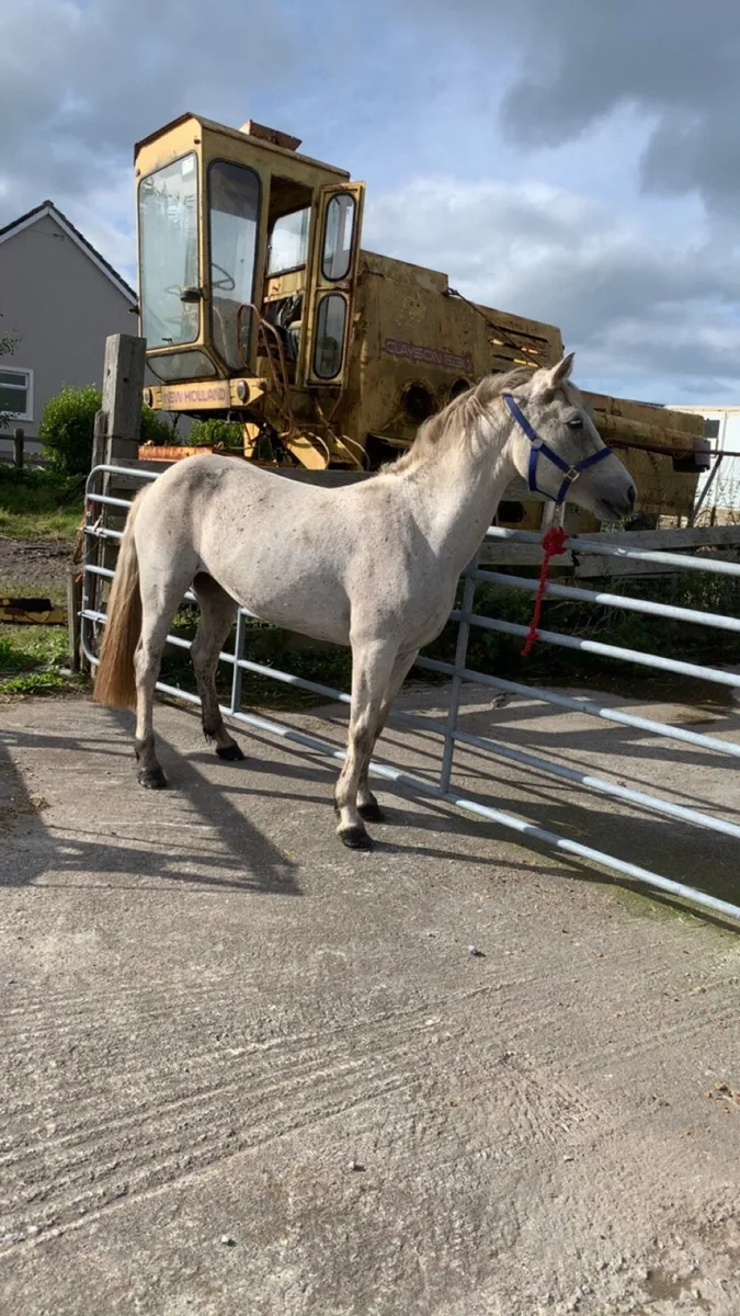 Connemara - Image 2