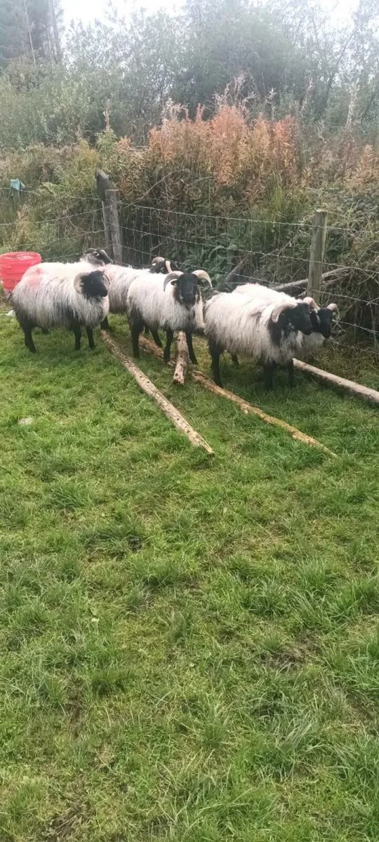 Sis approved ram lambs - Image 1
