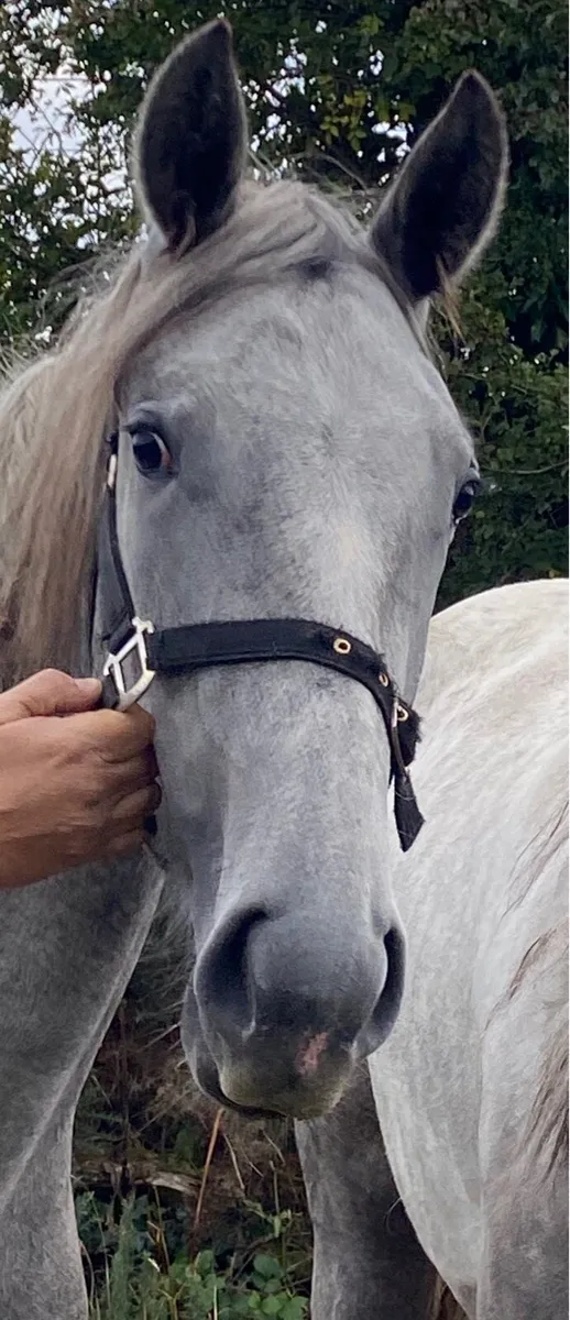 RID Filly - Image 2