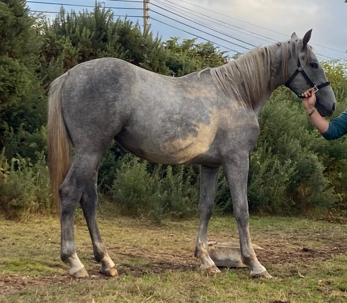 RID Filly - Image 1