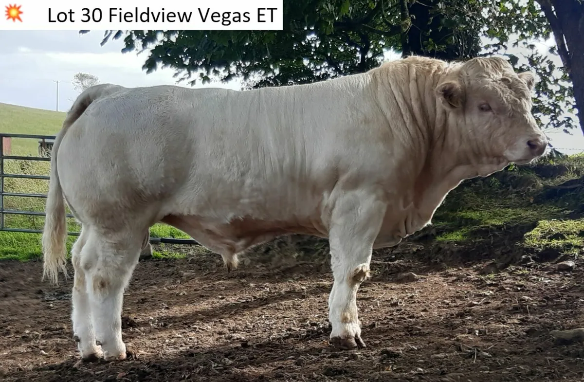 Top Quality Charolais Bull and Heifer For Sale - Image 1