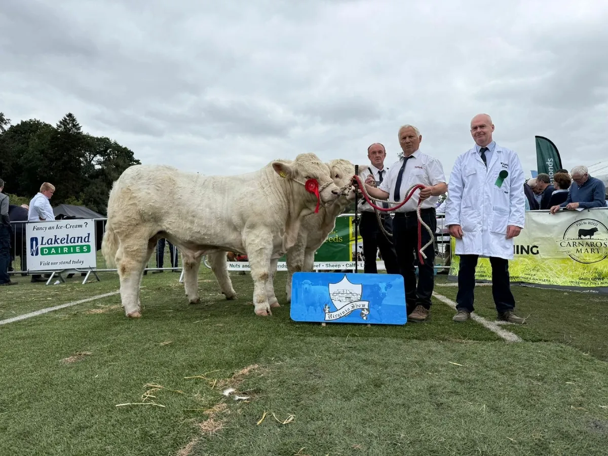 Top Quality Charolais Bull and Heifer For Sale - Image 2